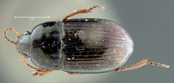 Media type: image;   Entomology 33028 Aspect: habitus dorsal view